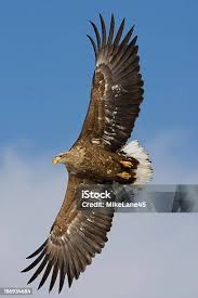 Attēlu rezultāti vaicājumam “Haliaeetus albicilla”