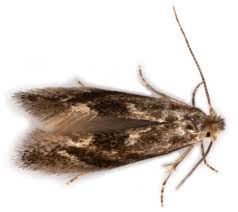 Attēlu rezultāti vaicājumam “Bucculatrix rhamniella”