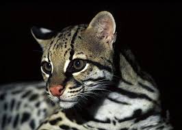 Image result for оцелот