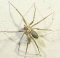 DNR - BROWN RECLUSE (Loxosceles reclusa)