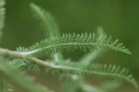 Attēlu rezultāti vaicājumam “Achillea millefolium leaf”