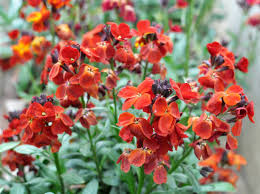 Image result for Cheiranthus cheiri