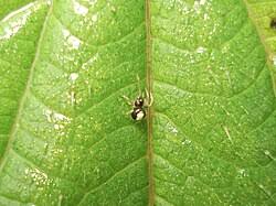 Attēlu rezultāti vaicājumam “Neottiura bimaculata female”