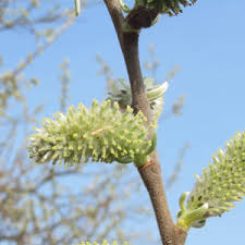 Attēlu rezultāti vaicājumam “Salix cinerea female flower”