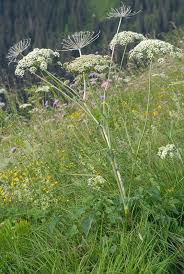 Attēlu rezultāti vaicājumam “Laserpitium latifolium bud”