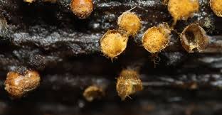 Attēlu rezultāti vaicājumam “Trichia botrytis spores”