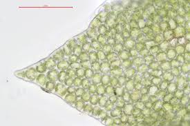 Attēlu rezultāti vaicājumam “Barbilophozia barbata”