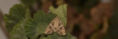 Attēlu rezultāti vaicājumam “Hadula trifolii”