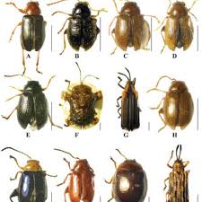 Attēlu rezultāti vaicājumam “Chrysomelidae”