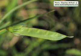 Attēlu rezultāti vaicājumam “Lathyrus pratensis fruit”