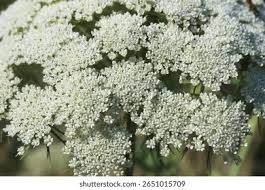 Attēlu rezultāti vaicājumam “Libanotis montana leaf”