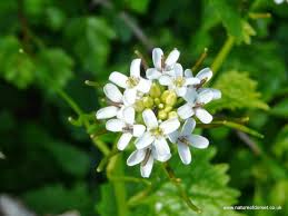 Attēlu rezultāti vaicājumam “Cruciferae”