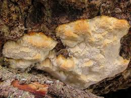 Attēlu rezultāti vaicājumam “Skeletocutis odora”