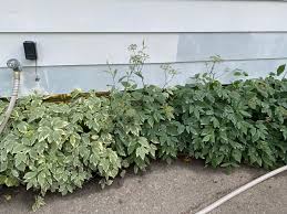 Attēlu rezultāti vaicājumam “Aegopodium podagraria leaf”