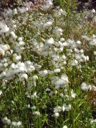 Attēlu rezultāti vaicājumam “Trichophorum alpinum fruit”