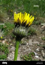 Attēlu rezultāti vaicājumam “Hypochaeris maculata”