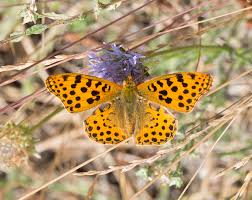 Attēlu rezultāti vaicājumam “Euphydrias aurinia upperside”
