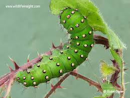 Attēlu rezultāti vaicājumam “Saturnia pavonia larva”