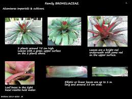 Attēlu rezultāti vaicājumam “Arcyria imperialis stalked”