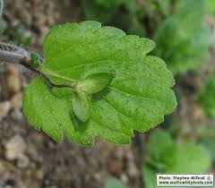 Attēlu rezultāti vaicājumam “Veronica persica fruit”