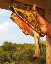 Image result for Aliger gigas