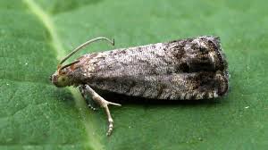 Attēlu rezultāti vaicājumam “Cydia splendana”