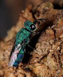 Attēlu rezultāti vaicājumam “Chrysididae”