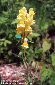Attēlu rezultāti vaicājumam “Linaria vulgaris bud”