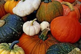 Attēlu rezultāti vaicājumam “Cucurbitaceae”