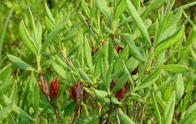 Attēlu rezultāti vaicājumam “Rhododendron canadense”