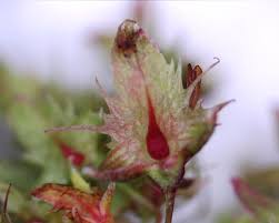 Attēlu rezultāti vaicājumam “Rumex obtusifolius flower”