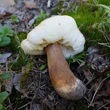 Attēlu rezultāti vaicājumam “Tremiscus helvelloides”