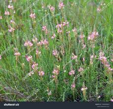 Attēlu rezultāti vaicājumam “Onobrychis arenaria flower”