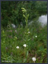 Attēlu rezultāti vaicājumam “Silene tatarica”