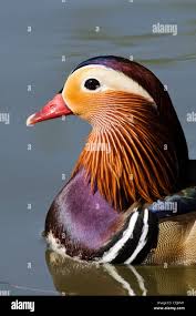 Attēlu rezultāti vaicājumam “Aix galericulata male”