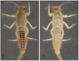 Attēlu rezultāti vaicājumam “Gynaephora selenitica larva”