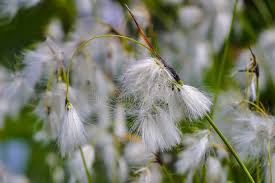 Attēlu rezultāti vaicājumam “Eriophorum latifolium flower”