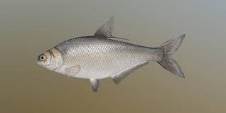 Image result for Dorosoma cepedianum