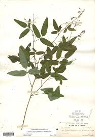 Attēlu rezultāti vaicājumam “Diachea muscorum stalked”