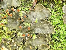 Attēlu rezultāti vaicājumam “Peltigera polydactylon”