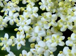 Attēlu rezultāti vaicājumam “Sambucus nigra flower”