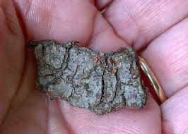 Attēlu rezultāti vaicājumam “Willkommlangea reticulata plasmodium”