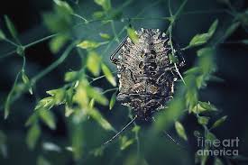 Attēlu rezultāti vaicājumam “Pentatoma rufipes”