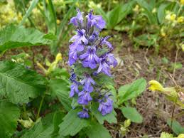 Attēlu rezultāti vaicājumam “Ajuga genevensis flower”