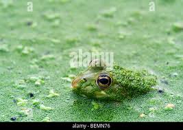 Attēlu rezultāti vaicājumam “Pelophylax juvenile”