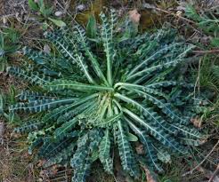 Image result for Reseda luteola