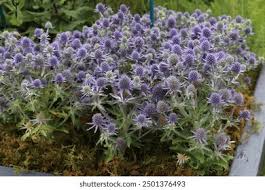 Image result for Eryngium `Blue Hobbit`
