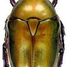 Attēlu rezultāti vaicājumam “Potosia cuprea”