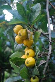 Attēlu rezultāti vaicājumam “Crataegus macracantha fruit”