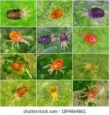 Attēlu rezultāti vaicājumam “Acari”